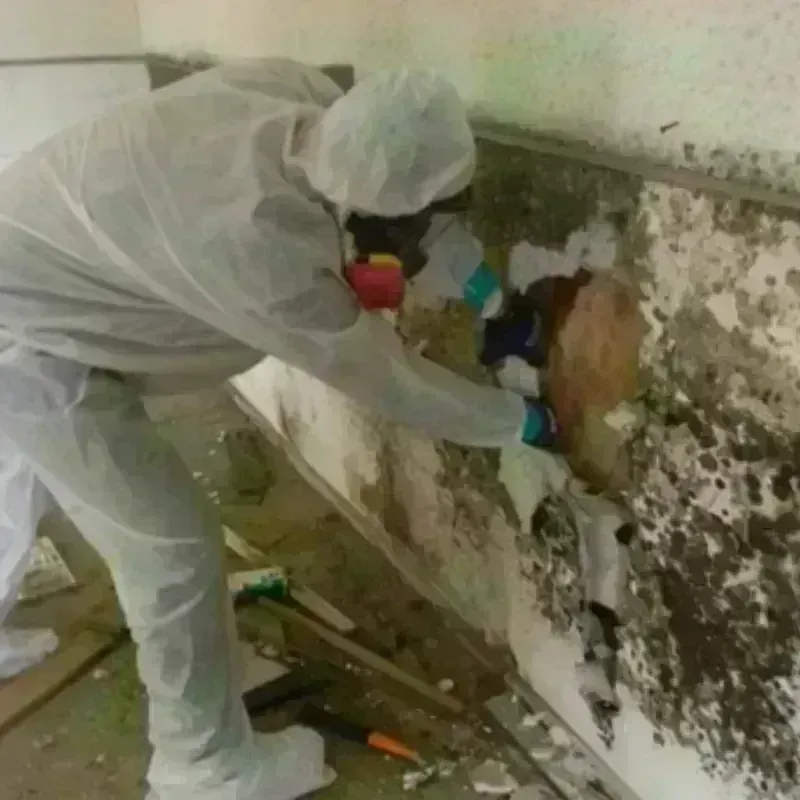 Mold Remediation and Removal in Los Chavez, NM